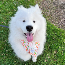 Load image into Gallery viewer, carrots &#39;n cuddles dog bandana
