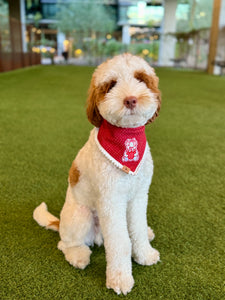 snowberry teddy dog bandana