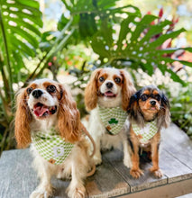 Load image into Gallery viewer, LAST CHANCE: green apple gingham dog bandana (S/M)
