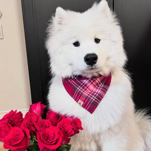 lover plaid dog bandana