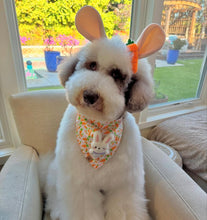 Load image into Gallery viewer, carrots &#39;n cuddles dog bandana
