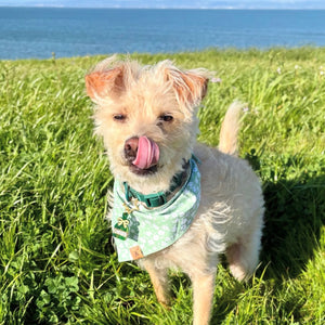 mint meadows dog bandana