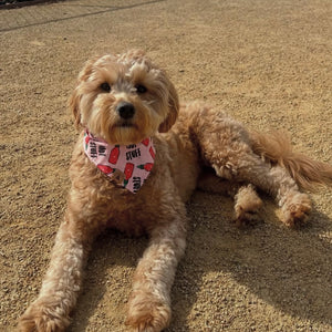 hot stuff dog bandana