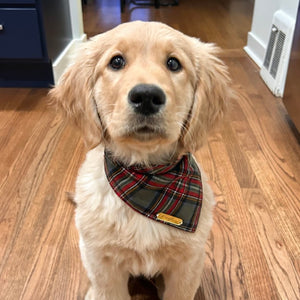 cottonwood plaid dog bandana