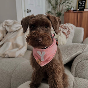strawberry shortcake letterman dog bandana