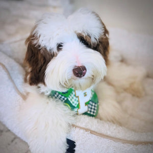 pot o' gold patchwork dog bandana