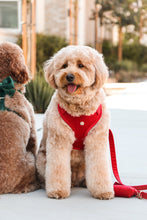 Load image into Gallery viewer, winterberry red velvet adjustable harness

