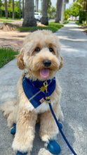 Load image into Gallery viewer, cobalt flannel dog bandana
