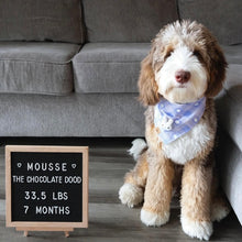 Load image into Gallery viewer, LAST CHANCE! periwinkle hops dog bandana (XS or S/M)
