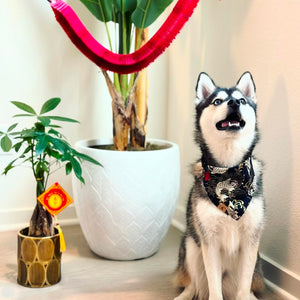 LNY black koi fish dog bandana