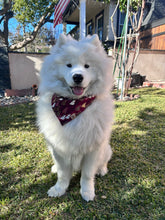 Load image into Gallery viewer, LNY prosperity dog bandana
