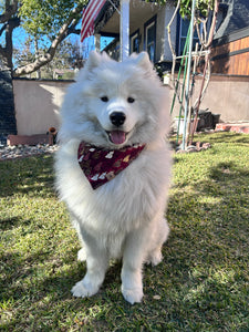 LNY prosperity dog bandana