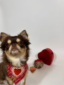 everlasting love with patch dog bandana