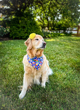 Load image into Gallery viewer, sushi me rollin&#39; dog bandana
