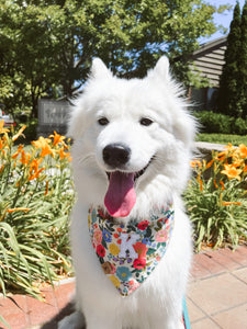 mimosa dog bandana