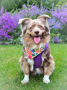 mimosa dog bandana