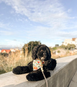 mimosa dog bandana