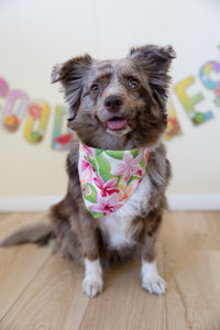 plumeria bliss dog bandana