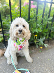 love of plumeria dog bandana