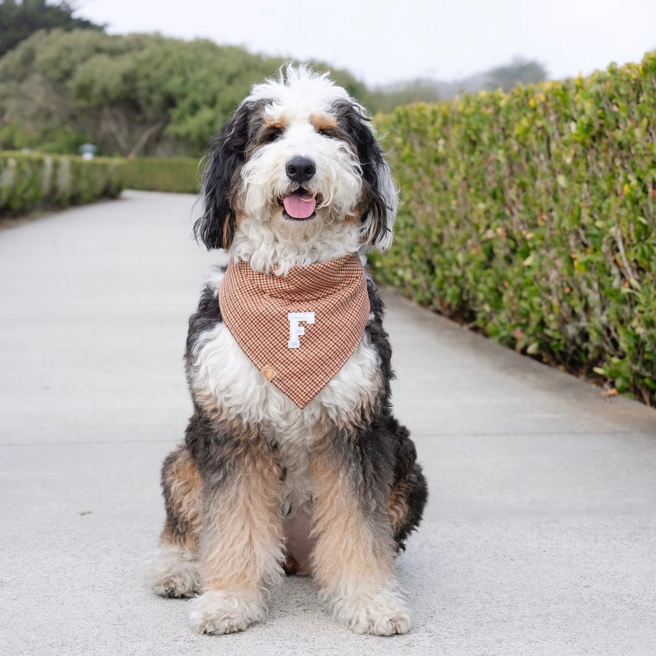 Snickerdoodle dog price hotsell