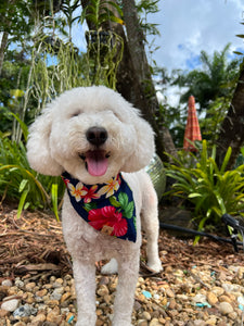 paradise pup dog bandana