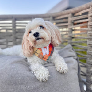 midnight amber letterman dog bandana