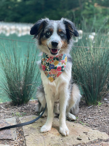 mimosa dog bandana
