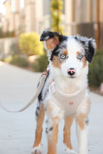 Load image into Gallery viewer, pearl grey velvet walk set bundle with harness - $106 value!
