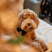 Load image into Gallery viewer, tuxedo black velvet bow
