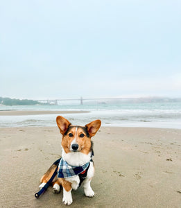 skyline flannel dog bandana