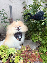 Load image into Gallery viewer, spencer the spider nosework toy
