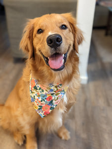 mimosa dog bandana