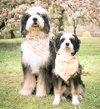 Load image into Gallery viewer, mama&#39;s mini dog bandana
