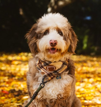 Load image into Gallery viewer, shaken expresso flannel dog bandana
