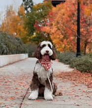 Load image into Gallery viewer, autumn's warmth dog bandana
