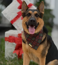 Load image into Gallery viewer, cottonwood plaid dog bandana
