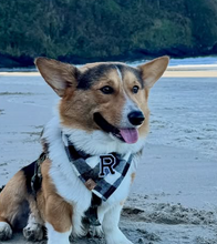 Load image into Gallery viewer, wesley flannel letterman dog bandana
