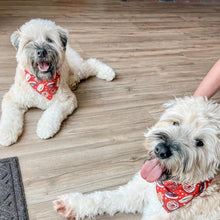 Load image into Gallery viewer, star sprinkled donut dog bandana
