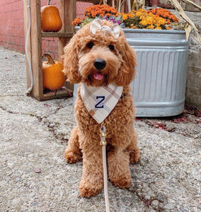oat milk letterman dog bandana