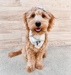 oat milk letterman dog bandana