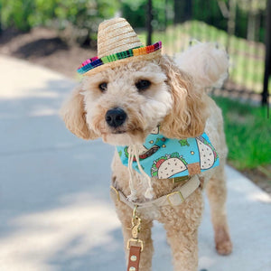 mini sombrero