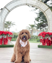 Load image into Gallery viewer, LAST CHANCE! gingerbread jingle dog bandana (XS, S)
