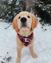 Load image into Gallery viewer, holiday plaid letterman dog bandana
