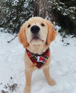 holiday plaid letterman dog bandana