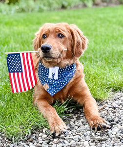 patriotic blue stars letterman dog bandana