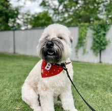 Load image into Gallery viewer, red stars letterman dog bandana

