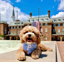 Load image into Gallery viewer, oh my stars letterman dog bandana
