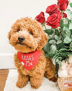 kisses dog bandana