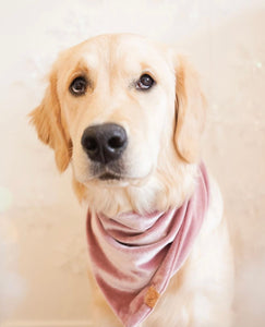 blush pink velvet dog bandana