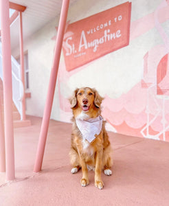 LAST CHANCE! blush palms dog bandana